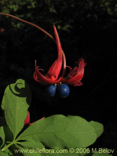 Imágen de Tropaeolum speciosum (Coralito / Quintralito / Voqui). Haga un clic para aumentar parte de imágen.